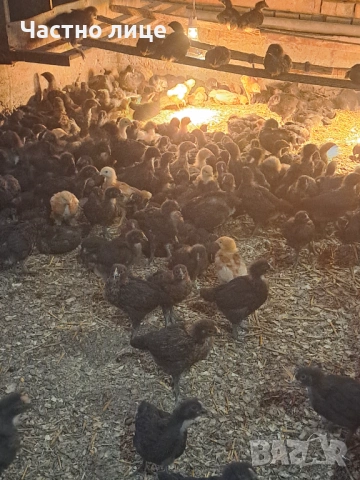 Пилета супер харко, снимка 2 - Кокошки и пуйки - 53442340