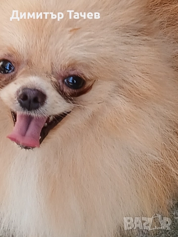 Мъжки померан , снимка 1