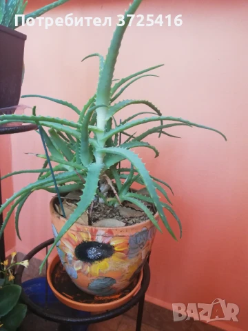 Алое в декоративна саксия, снимка 3 - Стайни растения - 50980938