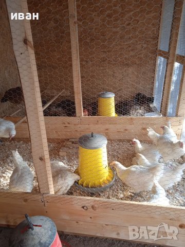 Петел Бяло Брезе на близо 5м.