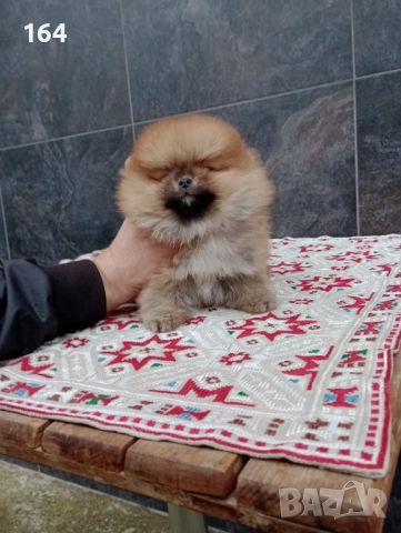 Мъжки Померан. Реални снимки от 01.12.25 г. , снимка 3 - Померан - 52665484