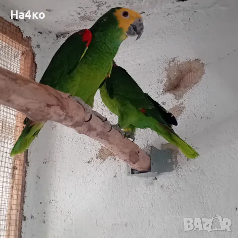 Свободна двойка Синечела Амазона