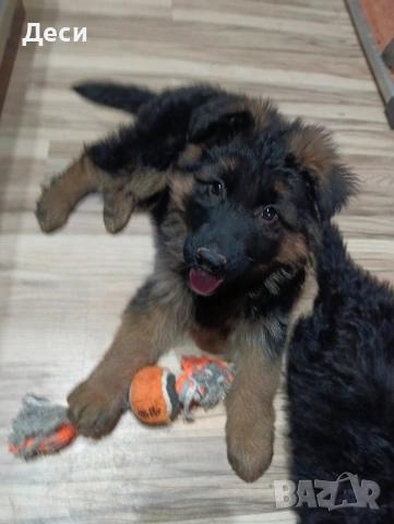 немска овчарка, снимка 3 - Немска овчарка - 53262392