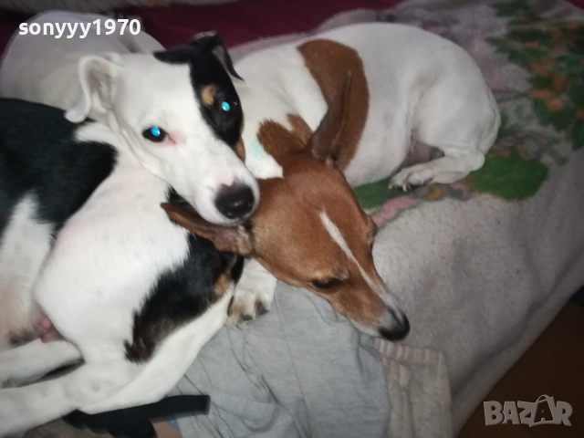 ПРОДАВАМЕ ДЖАК РЪСЕЛ-БЕБЕТА гр.ВИДИН 2809251916, снимка 6 - Джак ръсел териер - 51869972