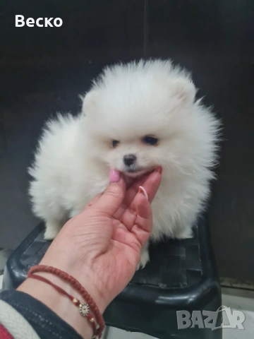 Померан мини женско , снимка 3 - Померан - 53585681