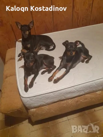 Продавам Сърнист Пинчер , снимка 6 - Пинчер - 49112069