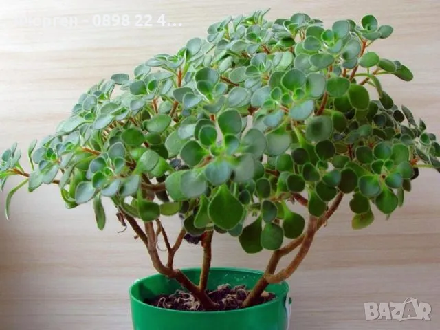 Разсад Дървото на парите, снимка 3 - Разсади - 49213254