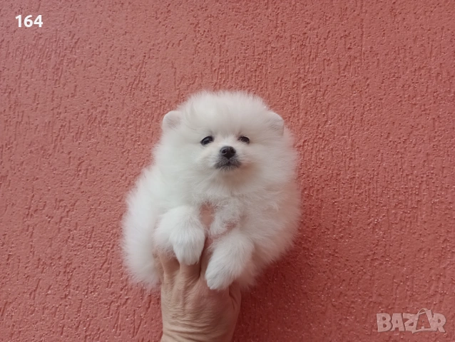 Померан. Реални снимки от 01.02.26 г. , снимка 4 - Померан - 53307052