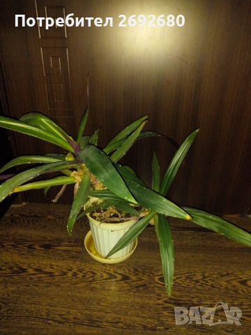 Традесканция рео-75см., снимка 3 - Стайни растения - 45950432