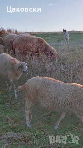  Заплодени овце, снимка 4 - Овце - 52540156