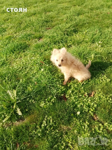 Момченце, снимка 3 - Померан - 52540011