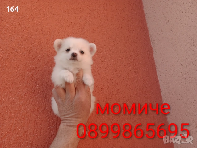 Мини Шпиц - Померан. Мъжки и женски кученца. Снимки от 08.03.26 г. , снимка 10 - Померан - 53761327