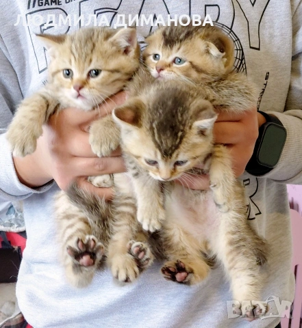 шотландски златни чинчили. , снимка 2 - Британска късокосместа - 53504787