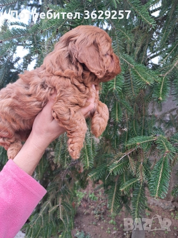 Малтипу, снимка 2 - Пудели - 52754144