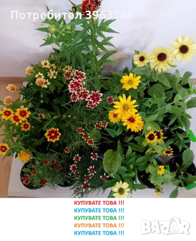 ГРАДИНСКИ Многогодишни Цветя...