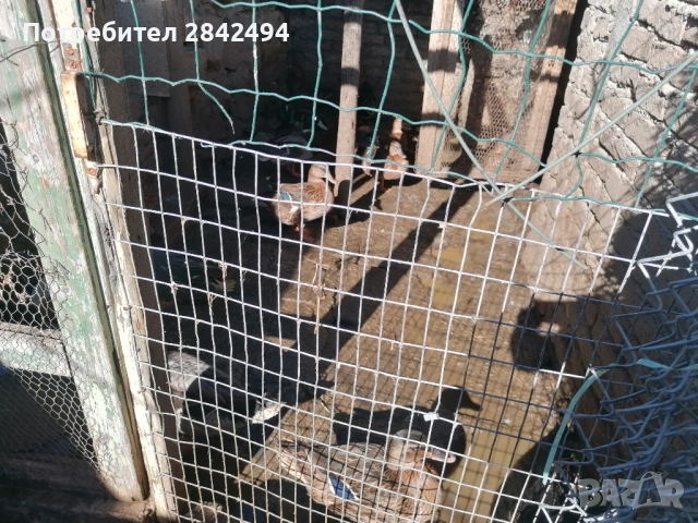 Продавам патици, снимка 2 - Патици и гъски - 52269782