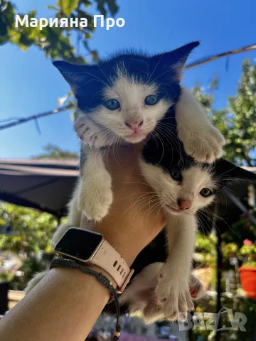 Подарявам малки котенца на 1 месец, снимка 11 - Други - 56151631