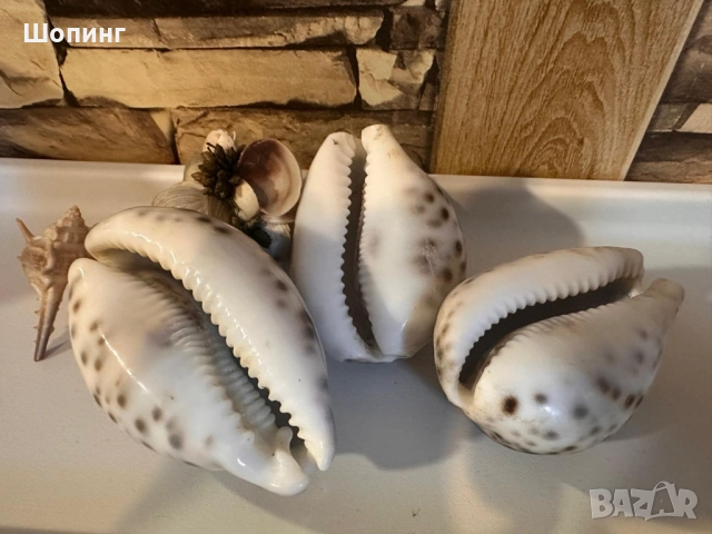 Морска раковина Тигрова Ципрея, снимка 3 - Декорация за дома - 51440651