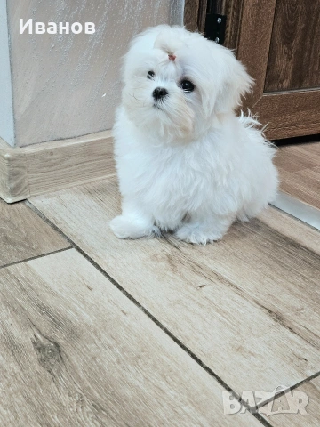 Малтийска болонка , снимка 6 - Болонка - 53599062