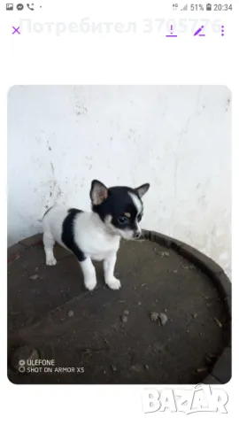 Мини пинчери, снимка 5 - Пинчер - 48351378