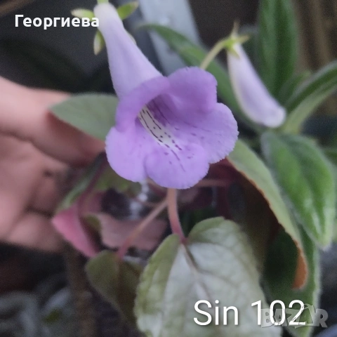 разменям, снимка 9 - Стайни растения - 51295902