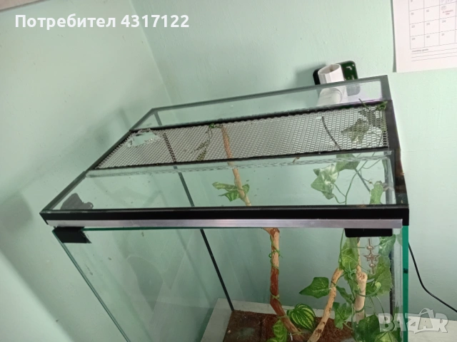 Терариум терариум, снимка 3 - Хамелеон - 53830266