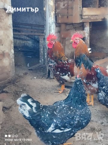 Разплодни яйца от Шведска цветна кокошка , снимка 8 - Кокошки и пуйки - 44390337