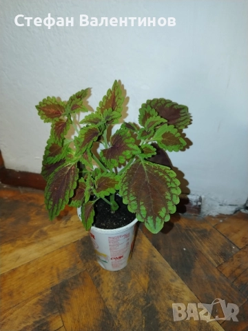 Копривка (Колеус) , снимка 7 - Стайни растения - 52439480