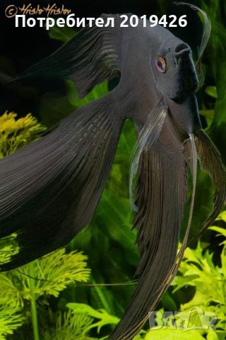 Черни скаларий 