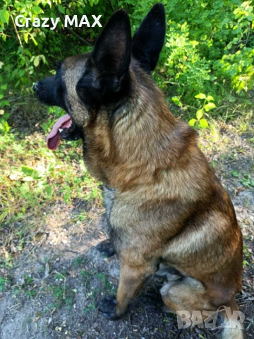 Белгийска овчарка Обучена , снимка 5 - Белгийска овчарка - 53162633