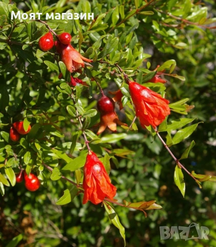 Мини- Нар punica granatum, снимка 4 - Градински цветя и растения - 53631824