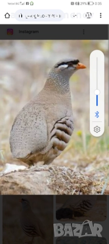 Персийска пустинна яребица , снимка 5 - други­ - 52923845