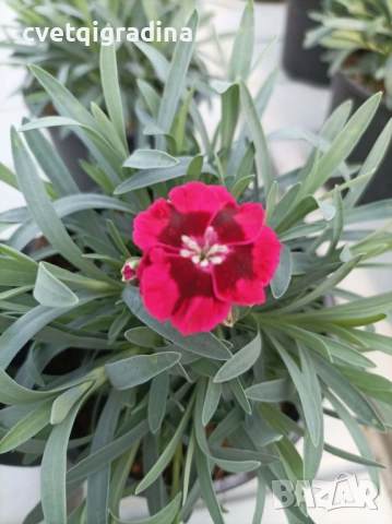 Цикламен карамфил с тъмно око, снимка 2 - Градински цветя и растения - 52815092