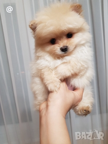 Померан померанчета снимки от днес 03.01.2026г, снимка 6 - Померан - 52967127