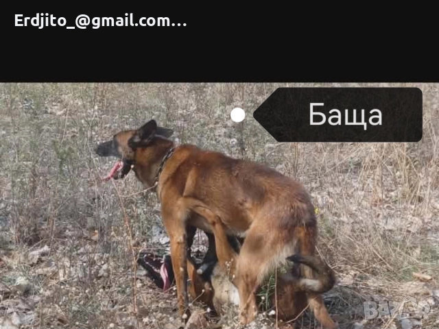 Белгийска овчарка Малиноа, снимка 7 - Белгийска овчарка - 52793479