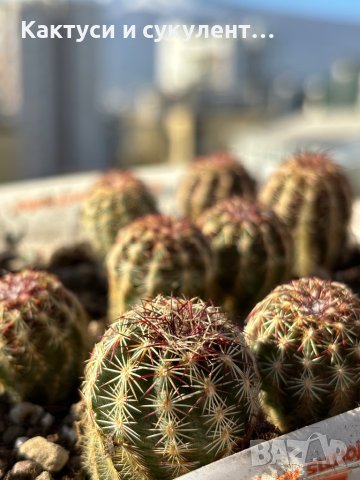 Кактуси Echinocereus Viridiflorus, снимка 4 - Градински цветя и растения - 44320269