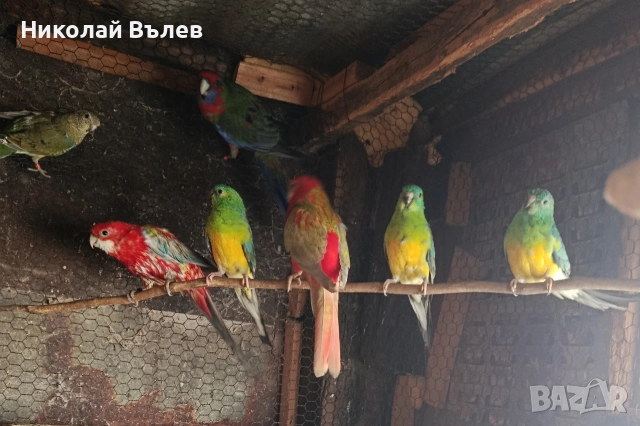 Пойни, снимка 3 - Папагали - 52822917