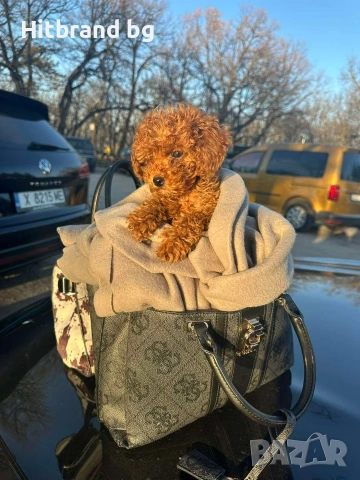 Той Пуделчета 