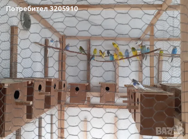 Продавам млади вълнисти папагали., снимка 2 - Папагали - 56253218