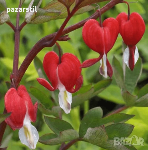 Коренище за Дамско сърце - червено