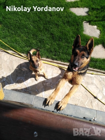 Немски овчарки на 2 месеца, снимка 8 - Немска овчарка - 52717798