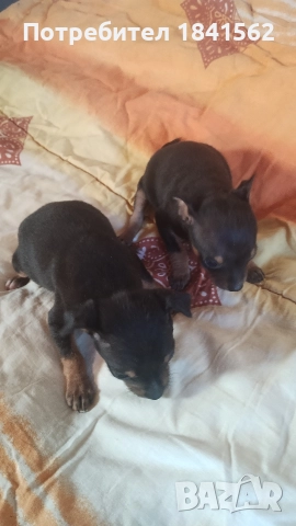 продават се пинчери , снимка 4 - Пинчер - 52960278