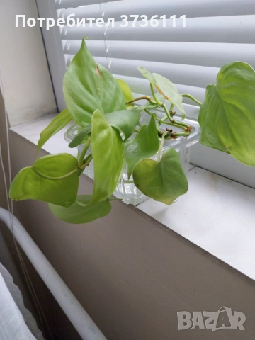 Monstera Indonesia Marble, снимка 2 - Стайни растения - 52300367