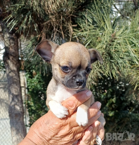 Чистокръвни чихуахуа , снимка 3 - Чихуахуа - 53837651