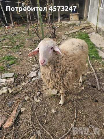 овен, снимка 2 - Овце - 53769300