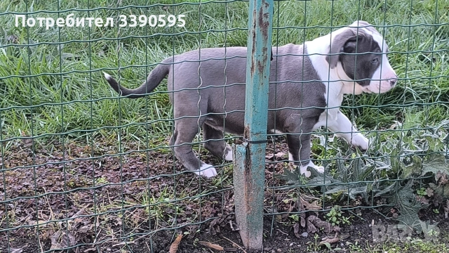 Американско Були Хл Момичета , снимка 8 - Питбул - 52863050