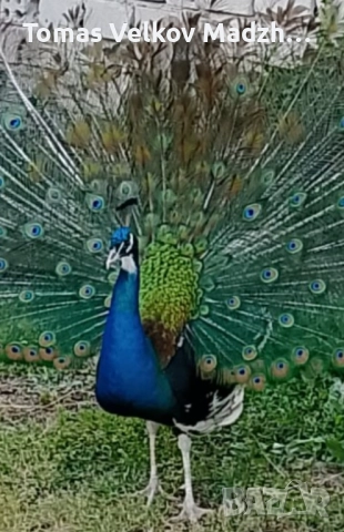 Продавам Чернокрил мъжки паун и индийски женски паун