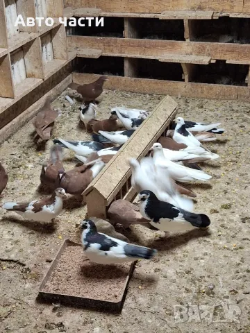 гълабите са за хвъркани от старите джинсове за информация на телефон 0895486622, снимка 2 - Гълъби - 48927741