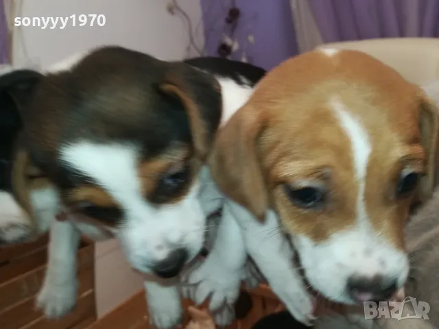 ДЖАК РЪСЕЛ-2025 ГОДИНА-250ЛВ ЗА 1 БРОЙ-КРАЙНА ЦЕНА 2501252054, снимка 5 - Джак ръсел териер - 48827814