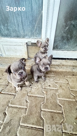 Френски булдог, снимка 7 - Френски булдог - 51228287